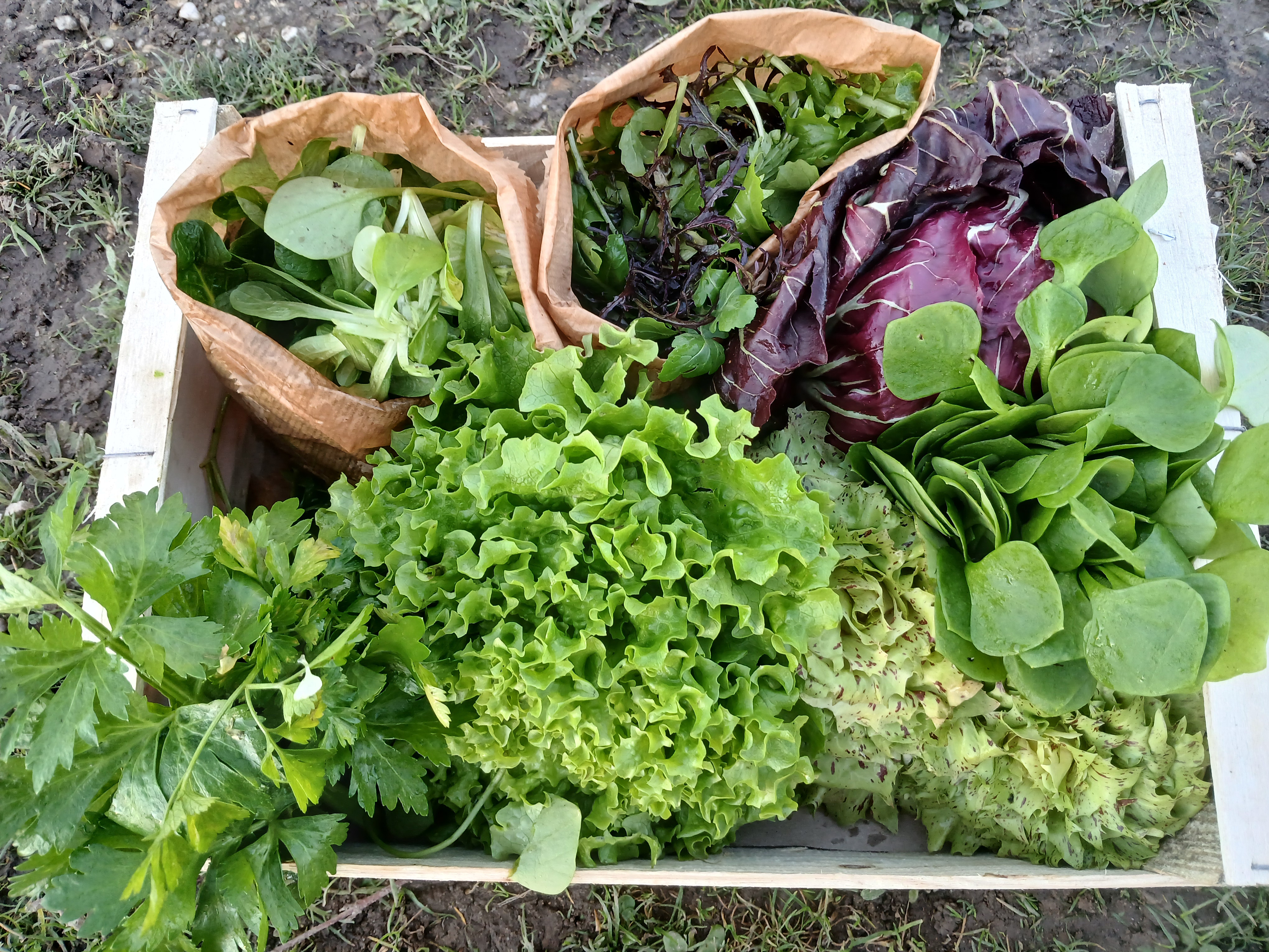 Cagette Verdure fête