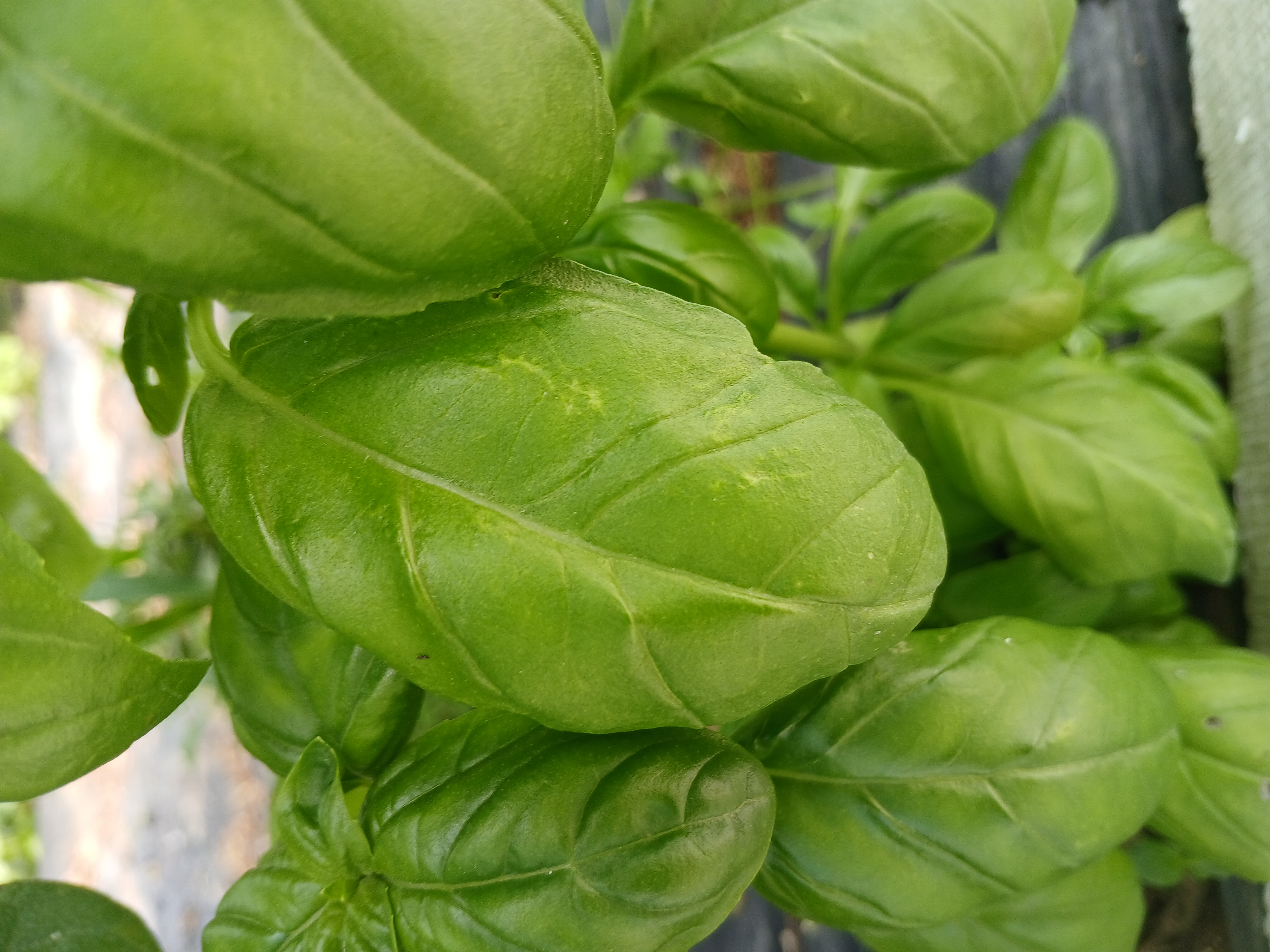 Basilic vert