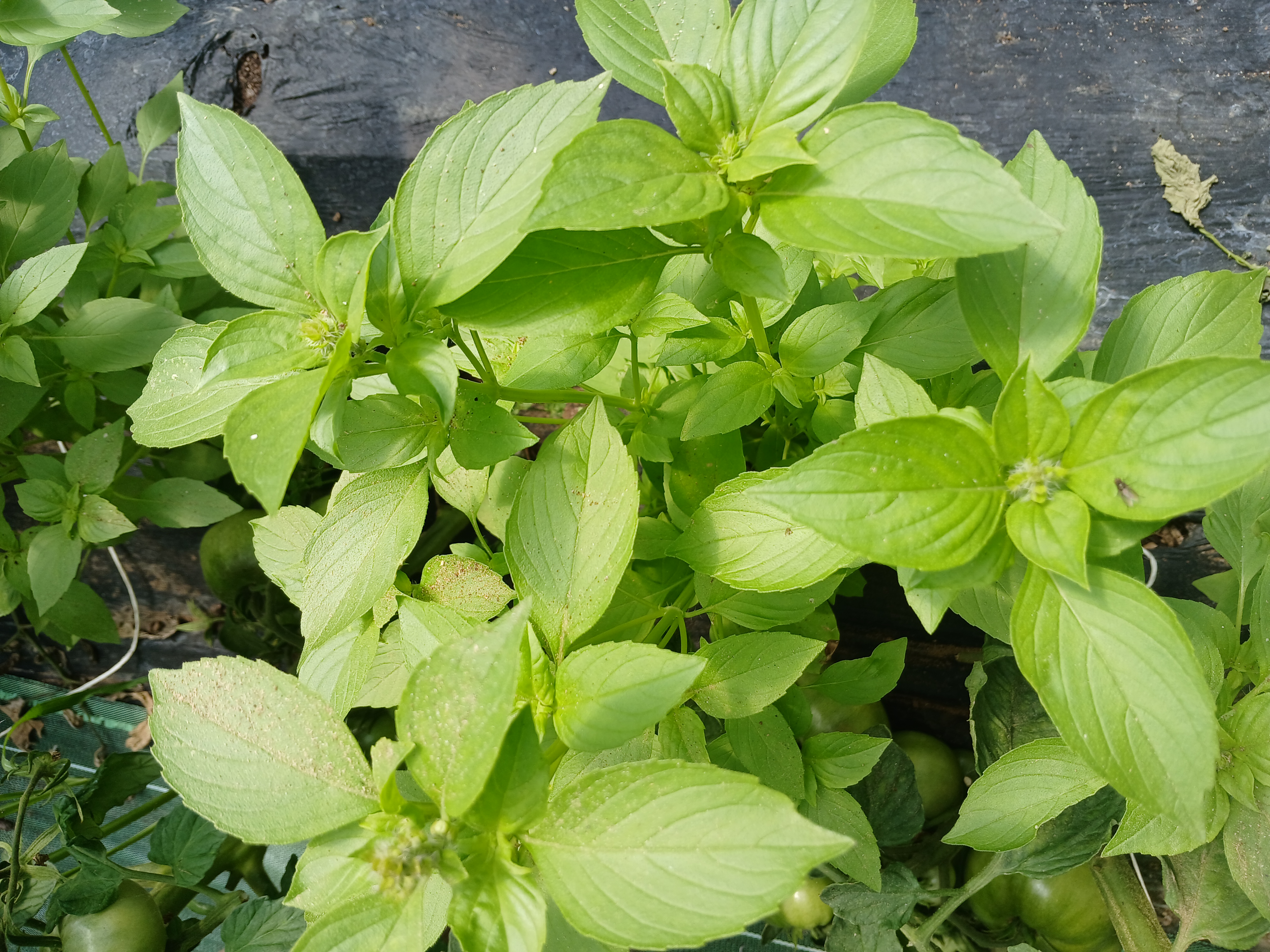 Basilic citron