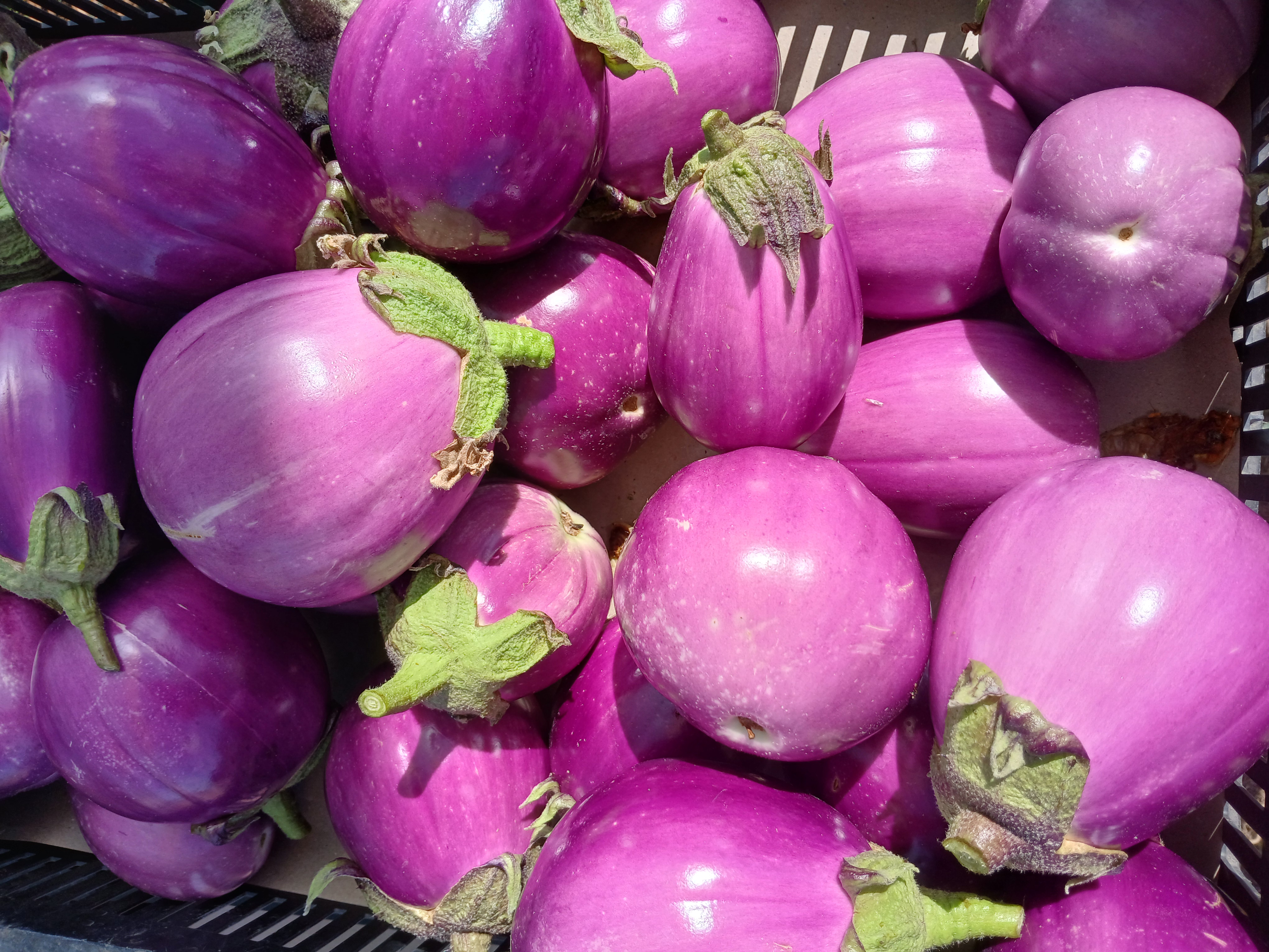 Aubergine ronde violette