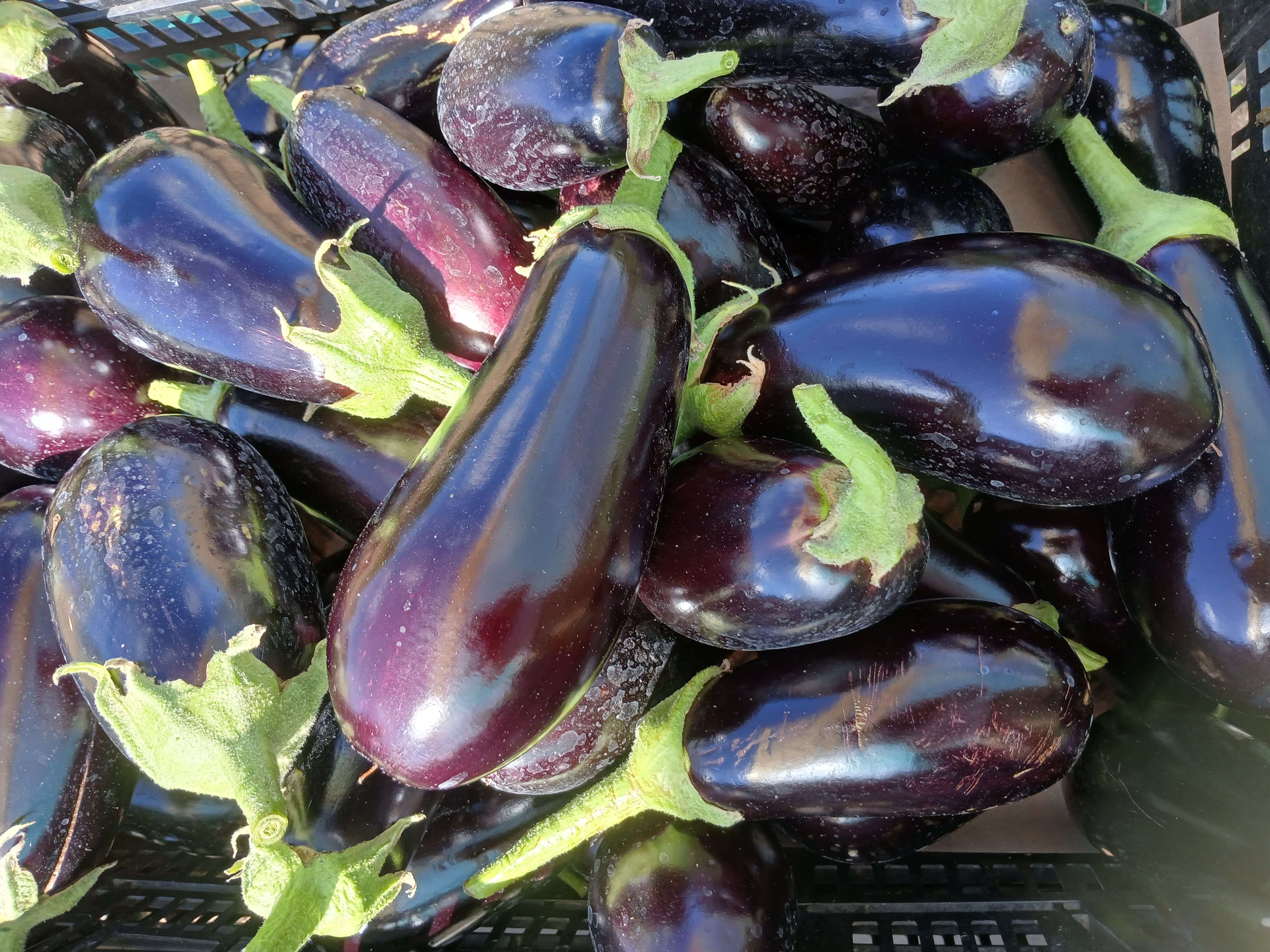 Aubergine noire longue