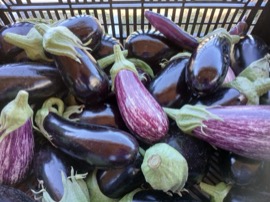Aubergine noire ou violette