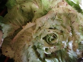 Chicorée Castel franco - envi 300g