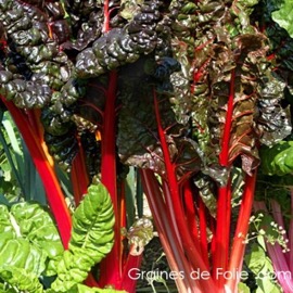 Blette carde rouge - 500g